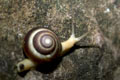 Asperitas sp.